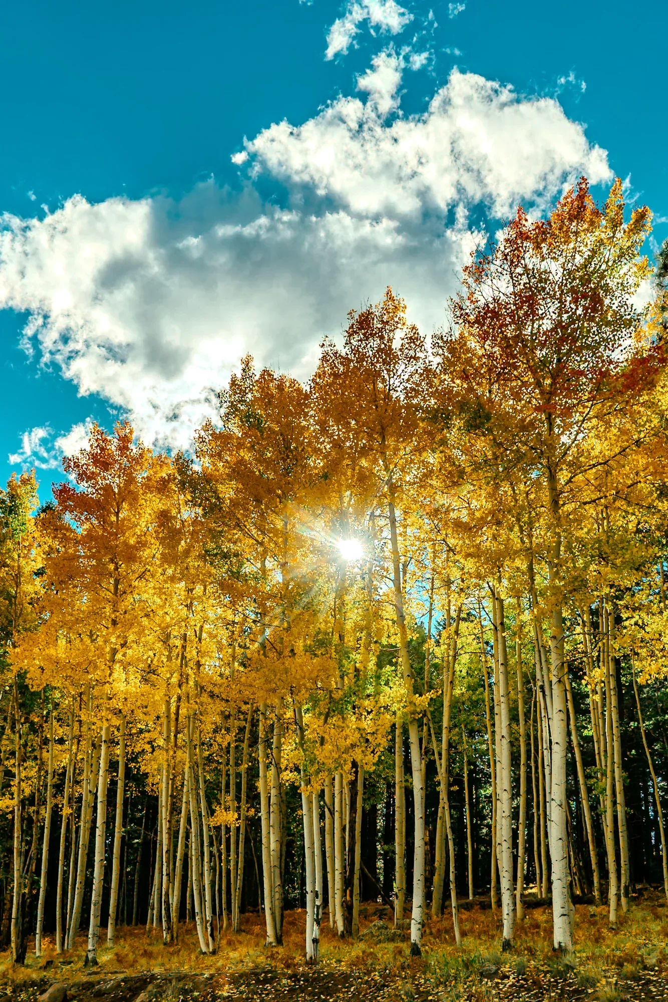 Flagstaff, Arizona